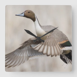 Pintail Drake Taking Flight Vierkante Klok
