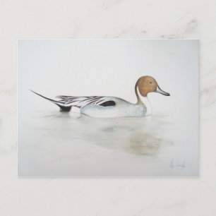 Pintail Duck 2011 Briefkaart