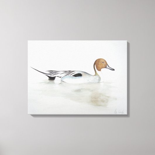 Pintail Duck 2011 Canvas Afdruk (Voorkant)