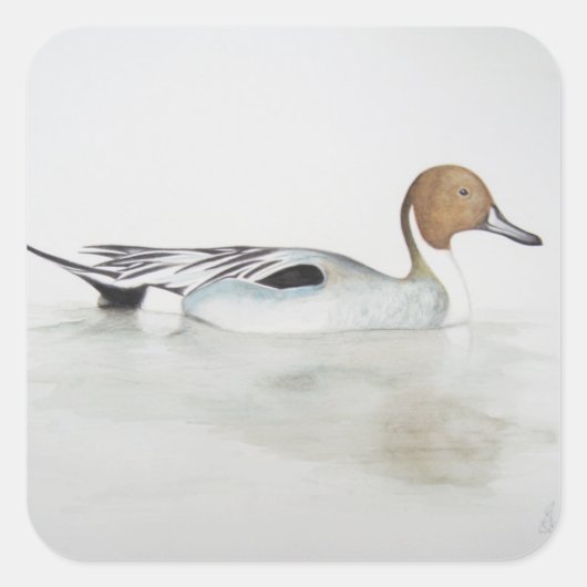 Pintail Duck 2011 Vierkante Sticker (Voorkant)