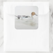 Pintail Duck 2011 Vierkante Sticker (Tas)