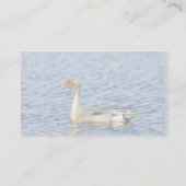 Pintail Duck Drake Visitekaartje (Achterkant)
