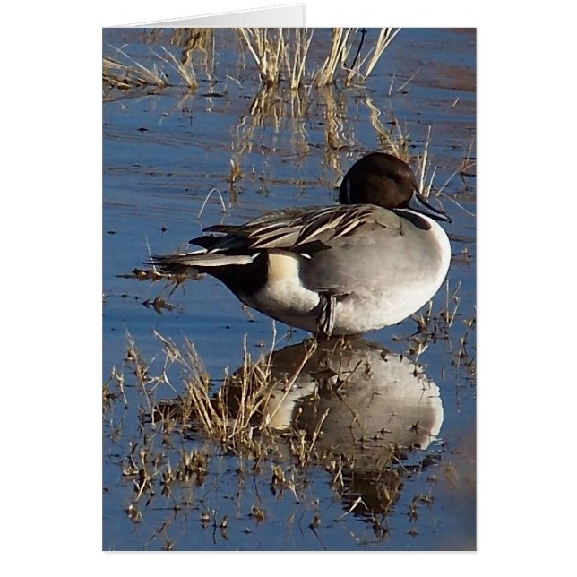 Pintail Duck-kaart (Voorkant)