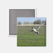 Pintail duck magneet (Voorkant / Achterkant)