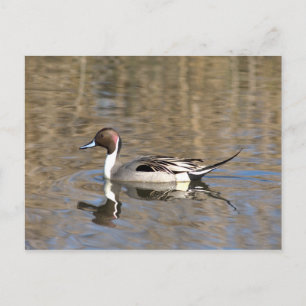 Pintail Duck zwemt in een hond Briefkaart