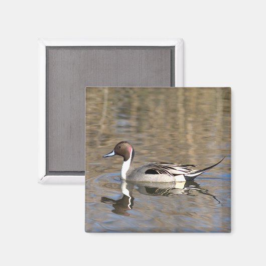 Pintail Duck zwemt in een hond Magneet (Voorkant / Achterkant)