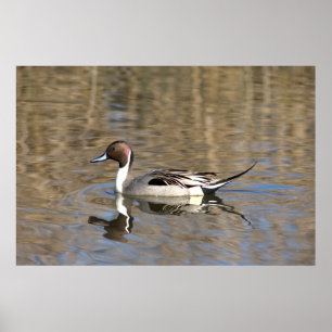 Pintail Duck zwemt in een hond Poster