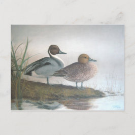 Pintail Ducks Briefkaart