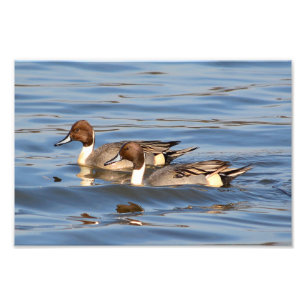 Pintail Ducks-foto Foto Afdruk