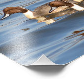 Pintail Ducks-foto Foto Afdruk (Hoek)