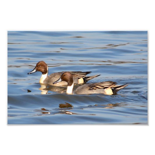 Pintail Ducks Photographie (Devant)