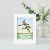 Pintail eenden briefkaart (Staand voorkant)