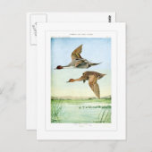 Pintail eenden briefkaart (Voorkant / Achterkant)