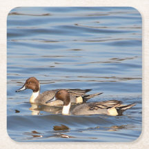 Pintail-onderzetter