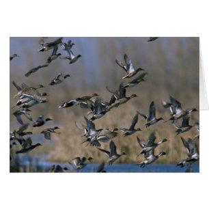 Pintails in de vlucht
