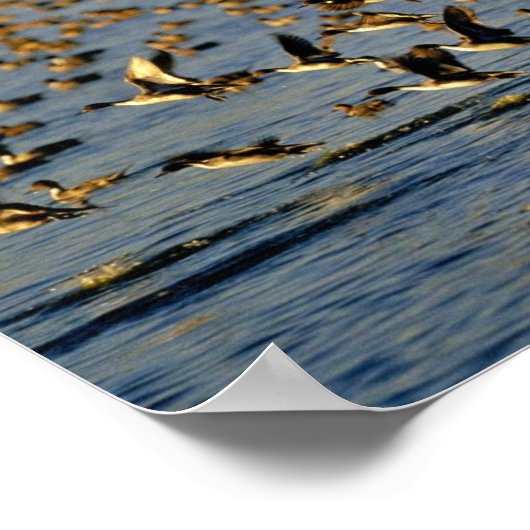 Pintails Poster (Hoek)