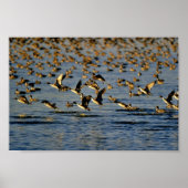 Pintails Poster (Voorkant)
