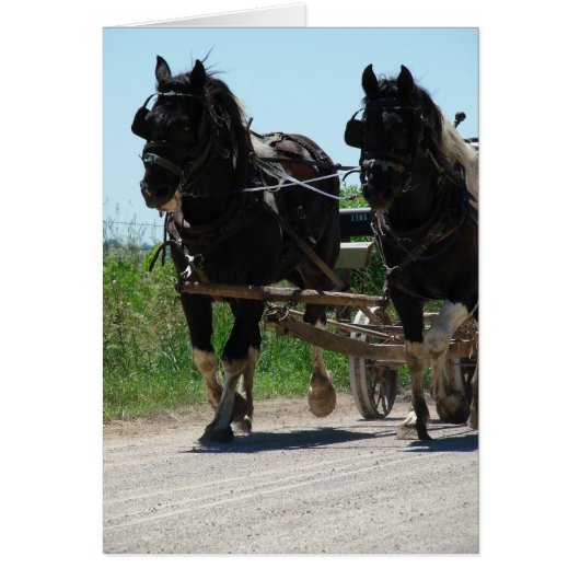 Pinto Amish Draft Horses (Voorkant)