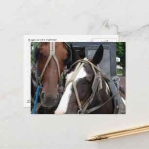Pinto Amish Paard Effenkleurig Amish Paard en Bugg Briefkaart