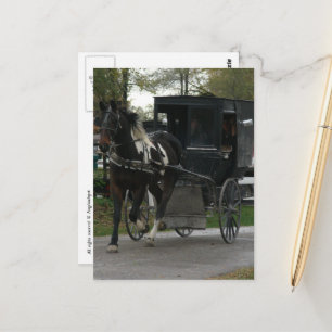 Pinto Amish Paard en Buggy Briefkaart