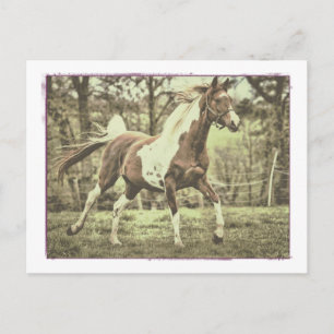 Pinto Arabian Briefkaart