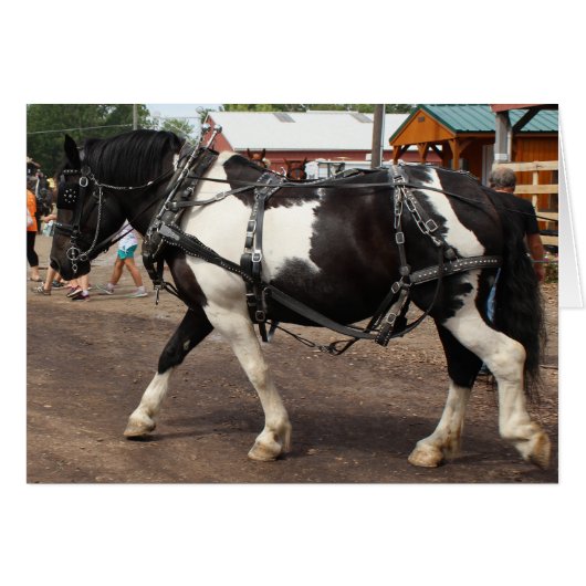 Pinto Draft Horse (Voorkant Horizontaal)