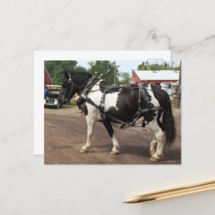 Pinto Draft Horse Briefkaart