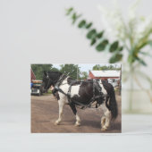 Pinto Draft Horse Briefkaart (Staand voorkant)