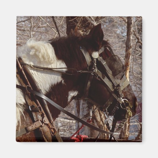 Pinto Draft Horse Magneet (Voorkant)