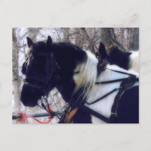 Pinto Draft Horses Landelijk Iowa Fotografie Briefkaart