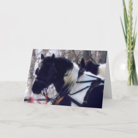 Pinto Draft Paard Team, Kerstmis Feestdagen Kaart (Voorkant)