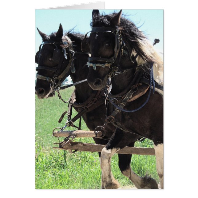 Pinto Drafts au travail (Devant)