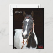 Pinto Filly nommé cheval carte postale "Sucre" (Devant / Derrière)