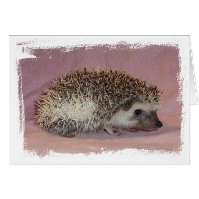 Pinto Hedgehog (Devant horizontal)