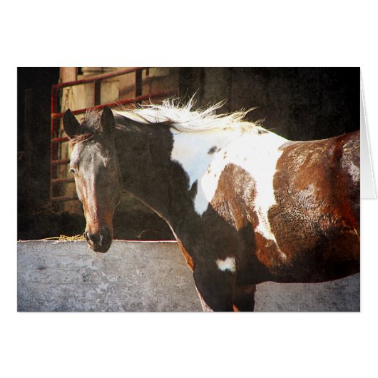 Pinto Horse (Voorkant Horizontaal)
