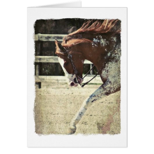 Pinto Horse Blank Inside Grey Card (Devant)