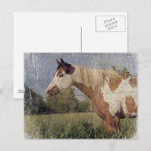 Pinto Horse Grunge Briefkaart (Voorkant / Achterkant)