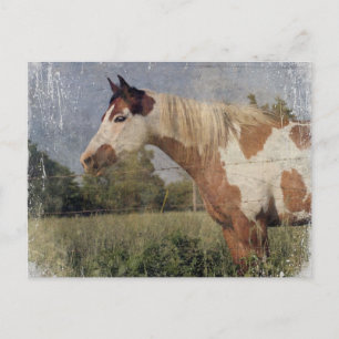 Pinto Horse Grunge Briefkaart