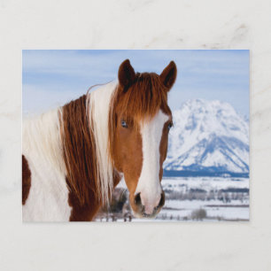 Pinto Horse Mount Moran in Winter Briefkaart