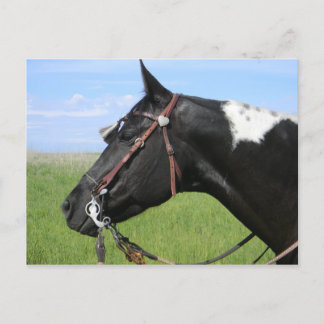 PINTO HORSE POST CARD BRIEFKAART