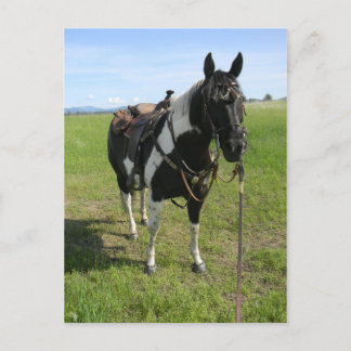 PINTO HORSE POST CARD BRIEFKAART