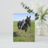 PINTO HORSE POST CARD BRIEFKAART (Staand voorkant)