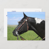 PINTO HORSE POST CARTE (Devant / Derrière)