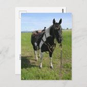 PINTO HORSE POST CARTE (Devant / Derrière)