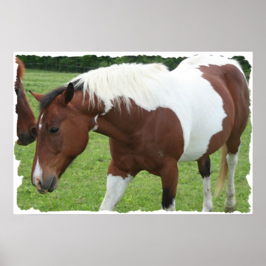 Pinto Horse Poster (Voorkant)