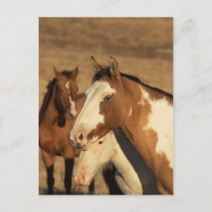 Pinto in Herd Briefkaart