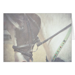 Pinto in Tack