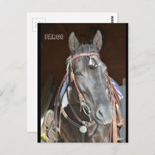 Pinto mare Fargo Briefkaart (Voorkant / Achterkant)