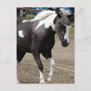 Pinto Mini Horse Briefkaart