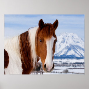 Pinto paard Mount Moran in de winter Poster